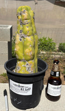 Cactus Trichocereus Lost Label Ornamental 13 Inch Tall In 1 Gallon Pot Colorado Nursery