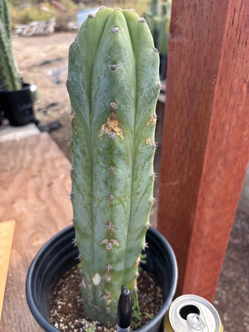 #EC207 EXACT Trichocereus Lost Label Ornamental Cactus 13”