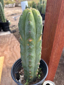 #EC207 EXACT Trichocereus Lost Label Ornamental Cactus 13”