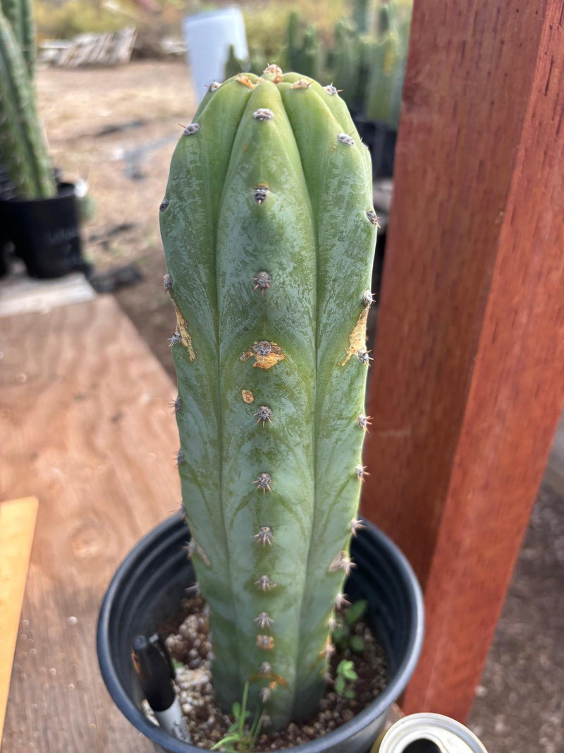 #EC207 EXACT Trichocereus Lost Label Ornamental Cactus 13”