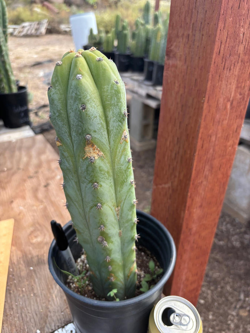 #EC207 EXACT Trichocereus Lost Label Ornamental Cactus 13”