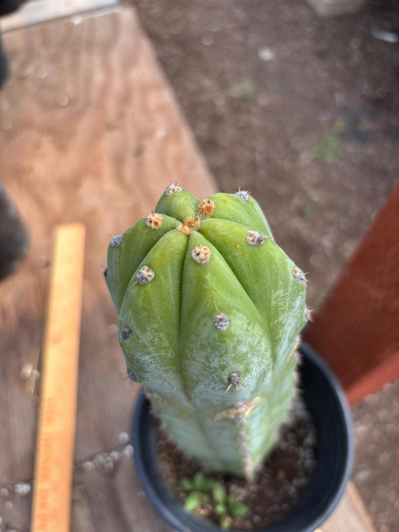 #EC207 EXACT Trichocereus Lost Label Ornamental Cactus 13”