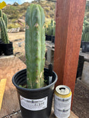 #EC207 EXACT Trichocereus Lost Label Ornamental Cactus 13”