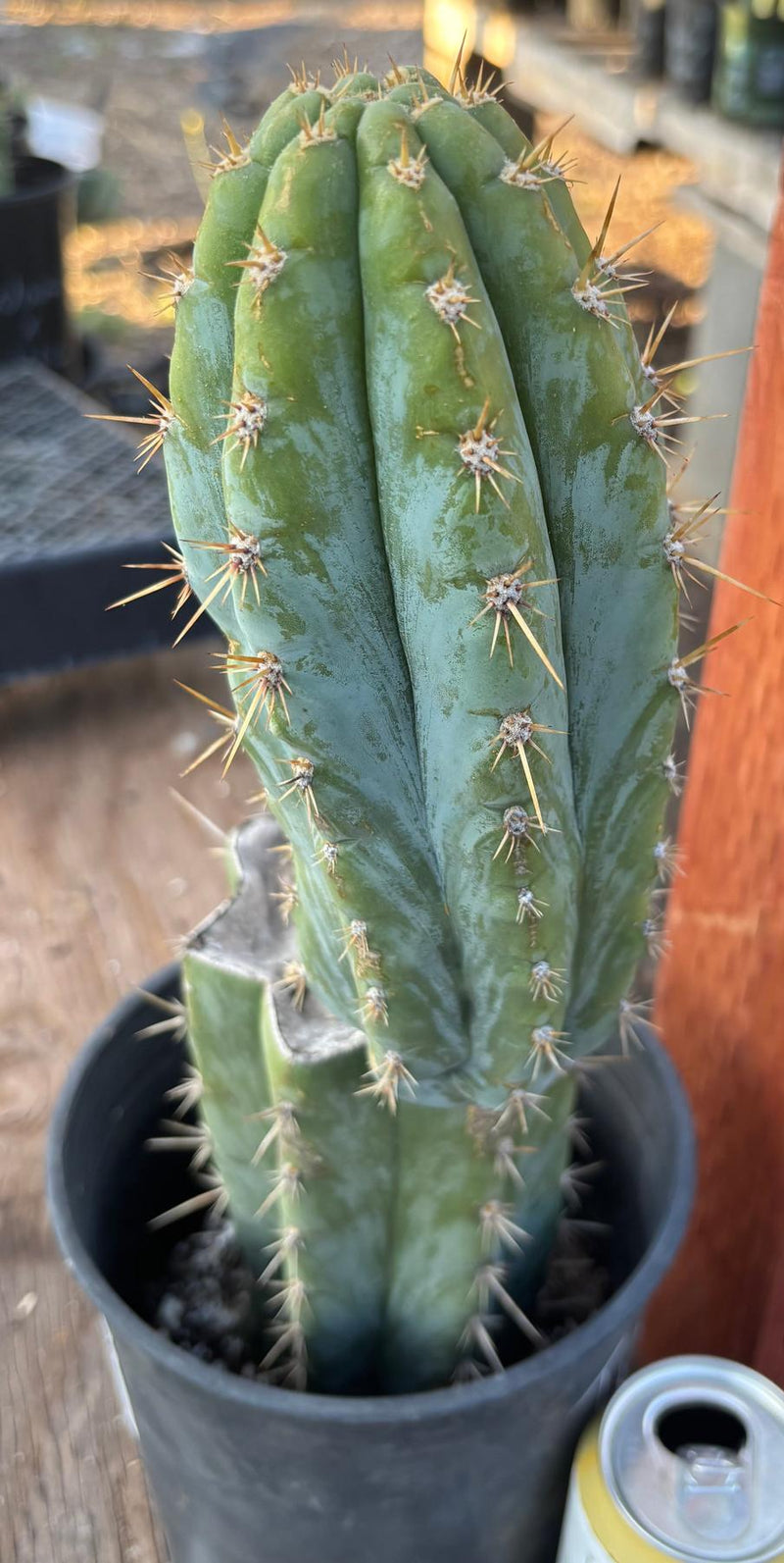 #EC209 EXACT Trichocereus Peruvianus Tripsis2 X Sharxx Blue Cactus 14.5"