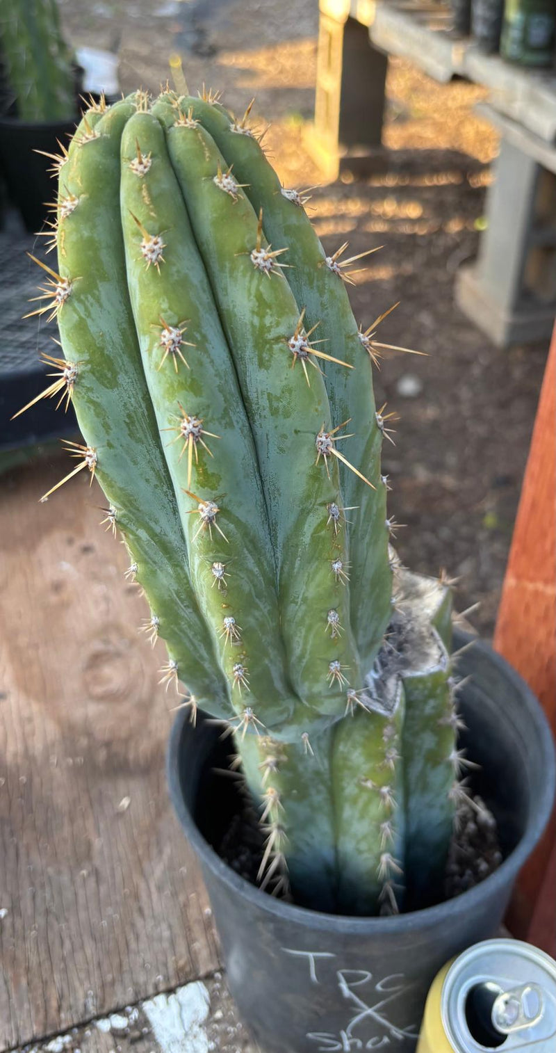 #EC209 EXACT Trichocereus Peruvianus Tripsis2 X Sharxx Blue Cactus 14.5"