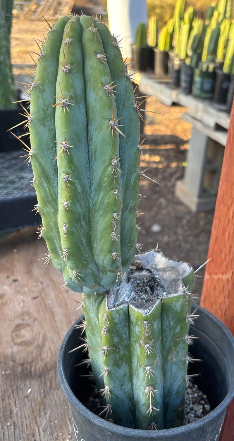#EC209 EXACT Trichocereus Peruvianus Tripsis2 X Sharxx Blue Cactus 14.5"