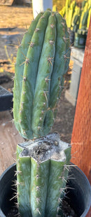 #EC209 EXACT Trichocereus Peruvianus Tripsis2 X Sharxx Blue Cactus 14.5"
