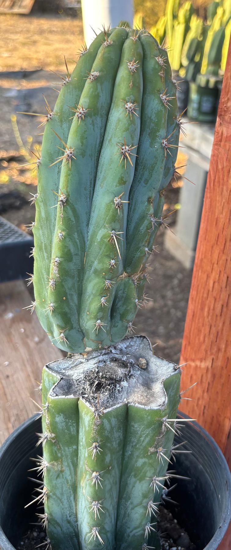#EC209 EXACT Trichocereus Peruvianus Tripsis2 X Sharxx Blue Cactus 14.5"