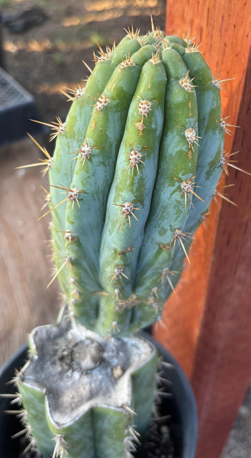 #EC209 EXACT Trichocereus Peruvianus Tripsis2 X Sharxx Blue Cactus 14.5"