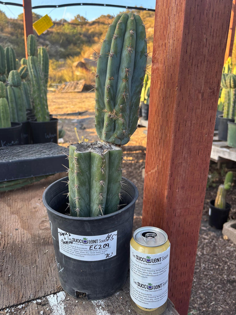 #EC209 EXACT Trichocereus Peruvianus Tripsis2 X Sharxx Blue Cactus 14.5"