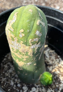 #EC21 EXACT Trichocereus Bridgesii Monstrose TBM Long Form penis Cactus 5.5”