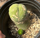 #EC21 EXACT Trichocereus Bridgesii Monstrose TBM Long Form penis Cactus 5.5”