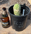 #EC21 EXACT Trichocereus Bridgesii Monstrose TBM Long Form penis Cactus 5.5”