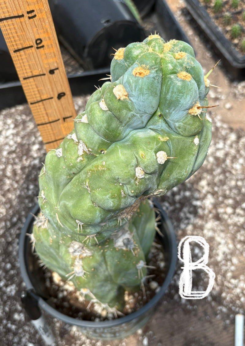 #EC210 Trichocereus Misfits Potted in 1 gallon Containers