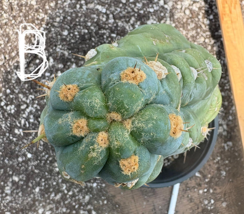 #EC210 Trichocereus Misfits Potted in 1 gallon Containers