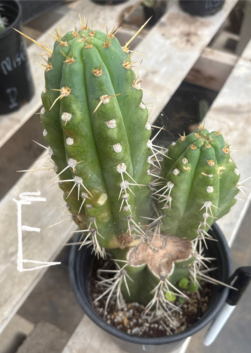 #EC210 Trichocereus Misfits Potted in 1 gallon Containers