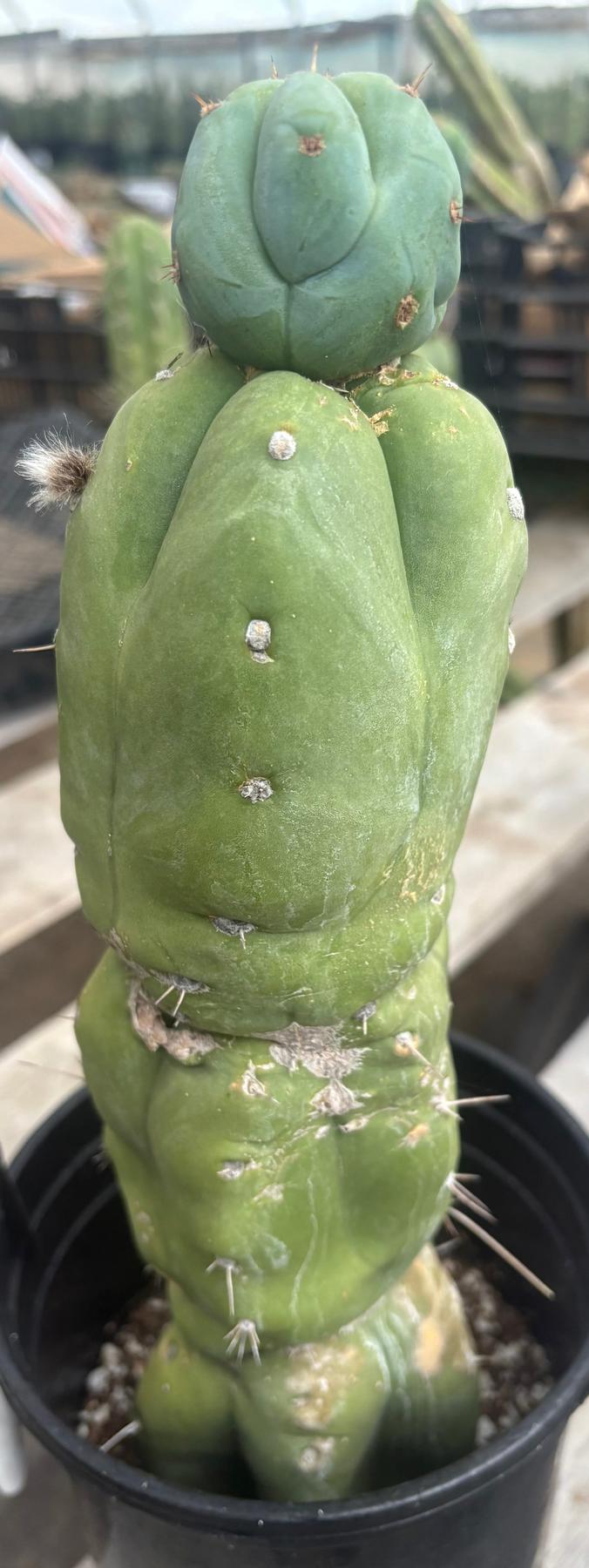#EC210 Trichocereus Misfits Potted in 1 gallon Containers