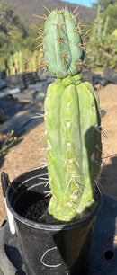#EC210 Trichocereus Misfits Potted in 1 gallon Containers
