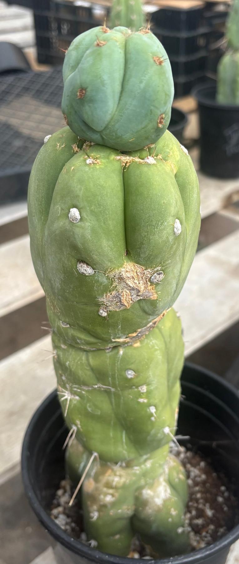 #EC210 Trichocereus Misfits Potted in 1 gallon Containers