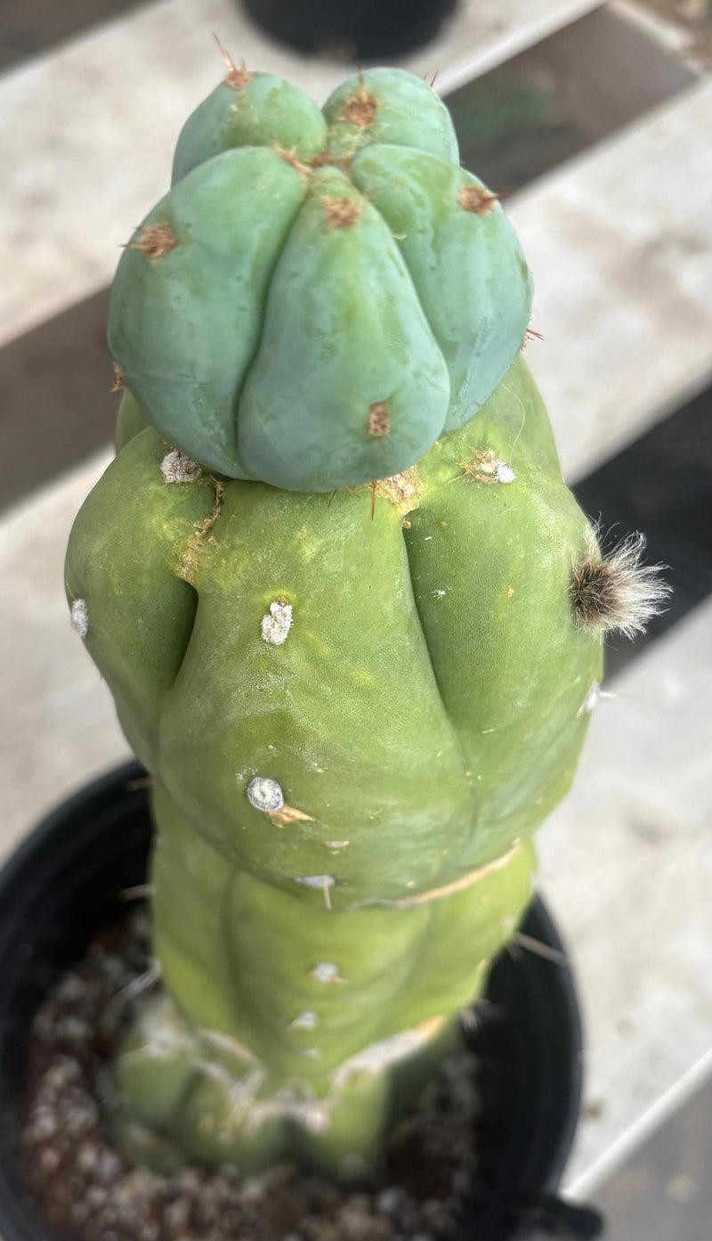 #EC210 Trichocereus Misfits Potted in 1 gallon Containers