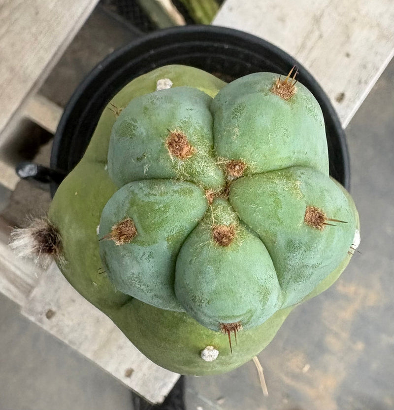 #EC210 Trichocereus Misfits Potted in 1 gallon Containers