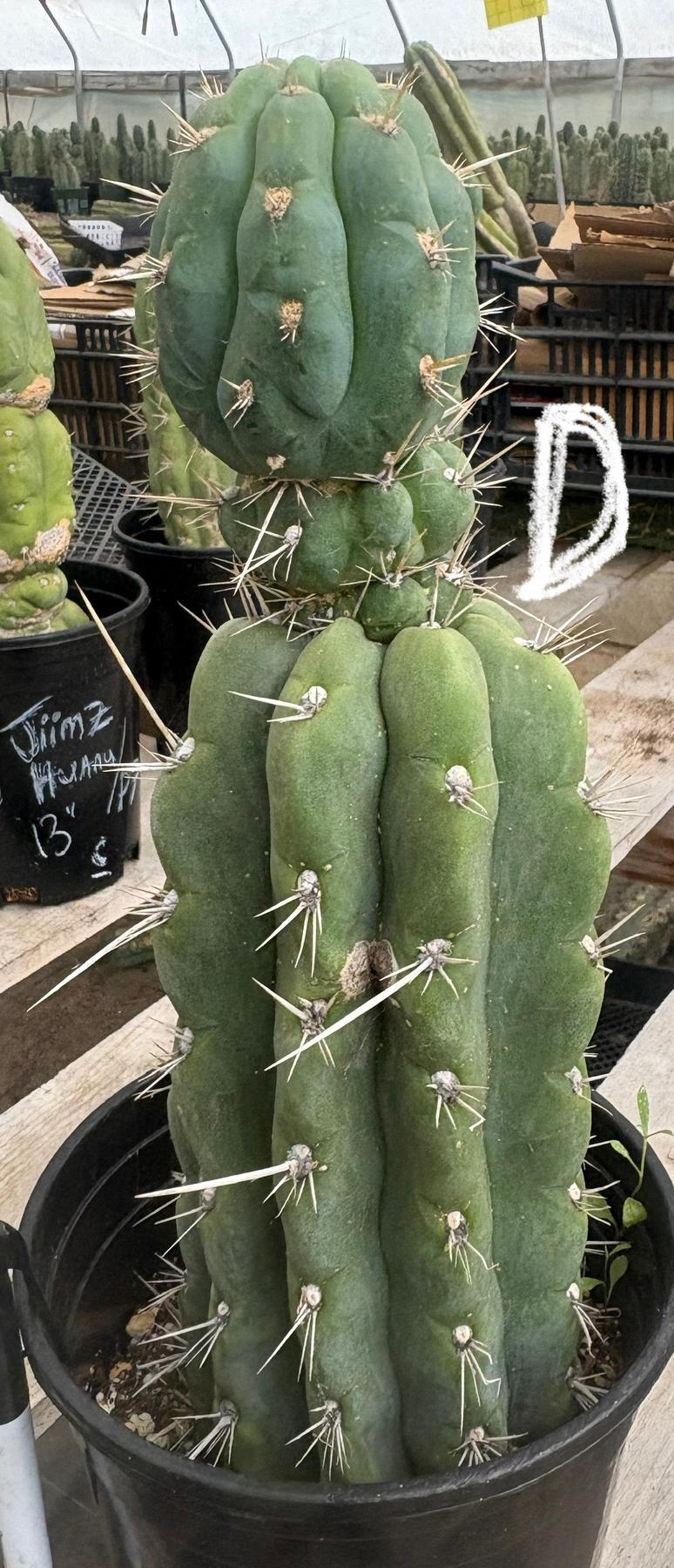 #EC210 Trichocereus Misfits Potted in 1 gallon Containers