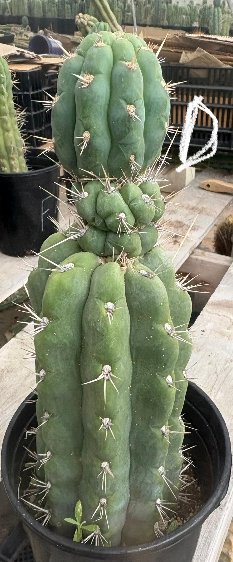 #EC210 Trichocereus Misfits Potted in 1 gallon Containers