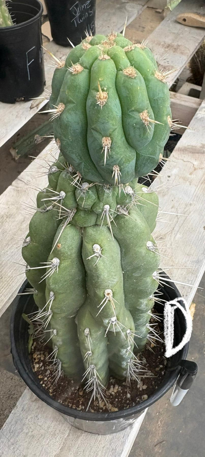 #EC210 Trichocereus Misfits Potted in 1 gallon Containers
