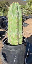 #EC210 Trichocereus Misfits Potted in 1 gallon Containers