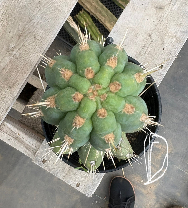 #EC210 Trichocereus Misfits Potted in 1 gallon Containers