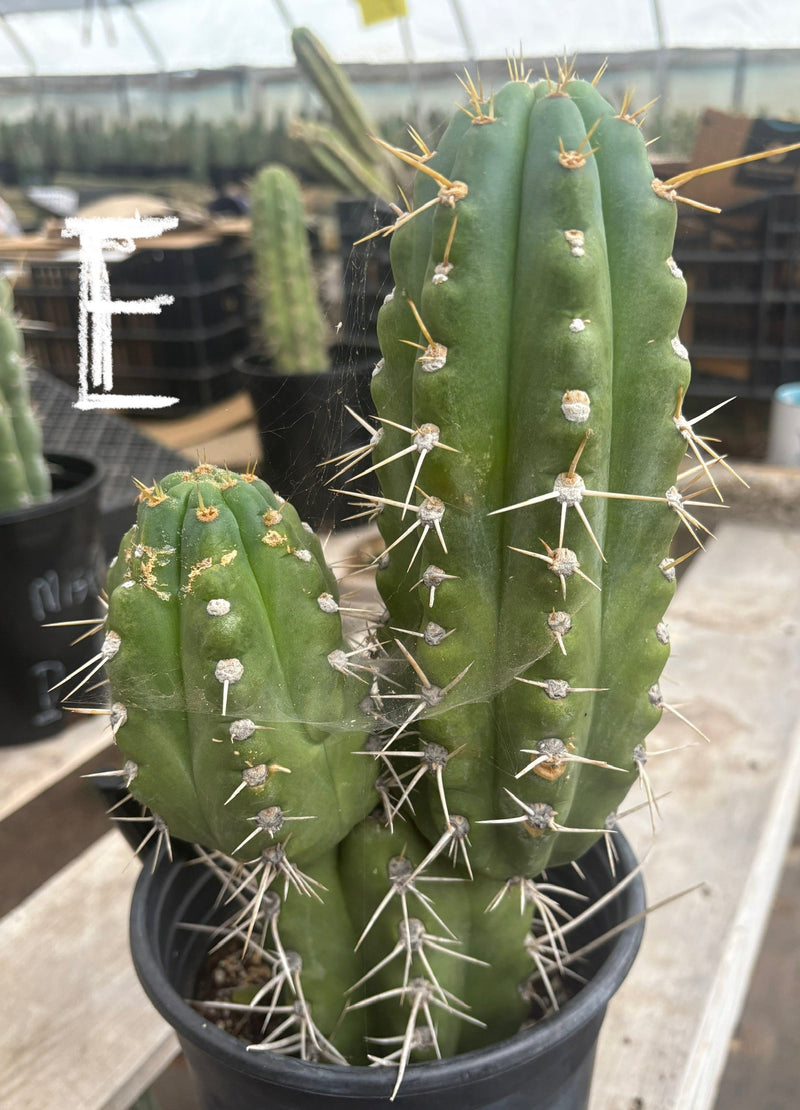 #EC210 Trichocereus Misfits Potted in 1 gallon Containers