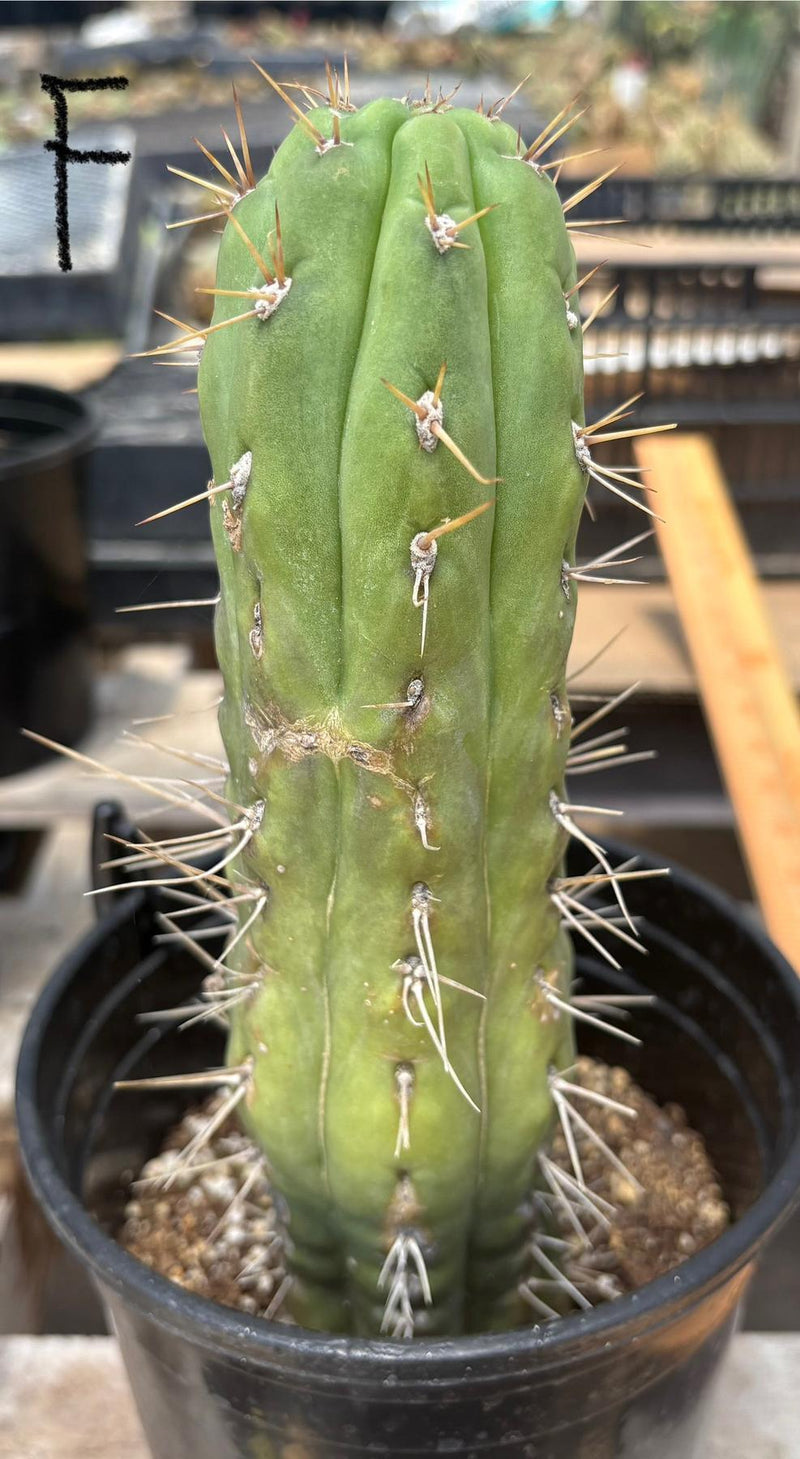 #EC210 Trichocereus Misfits Potted in 1 gallon Containers