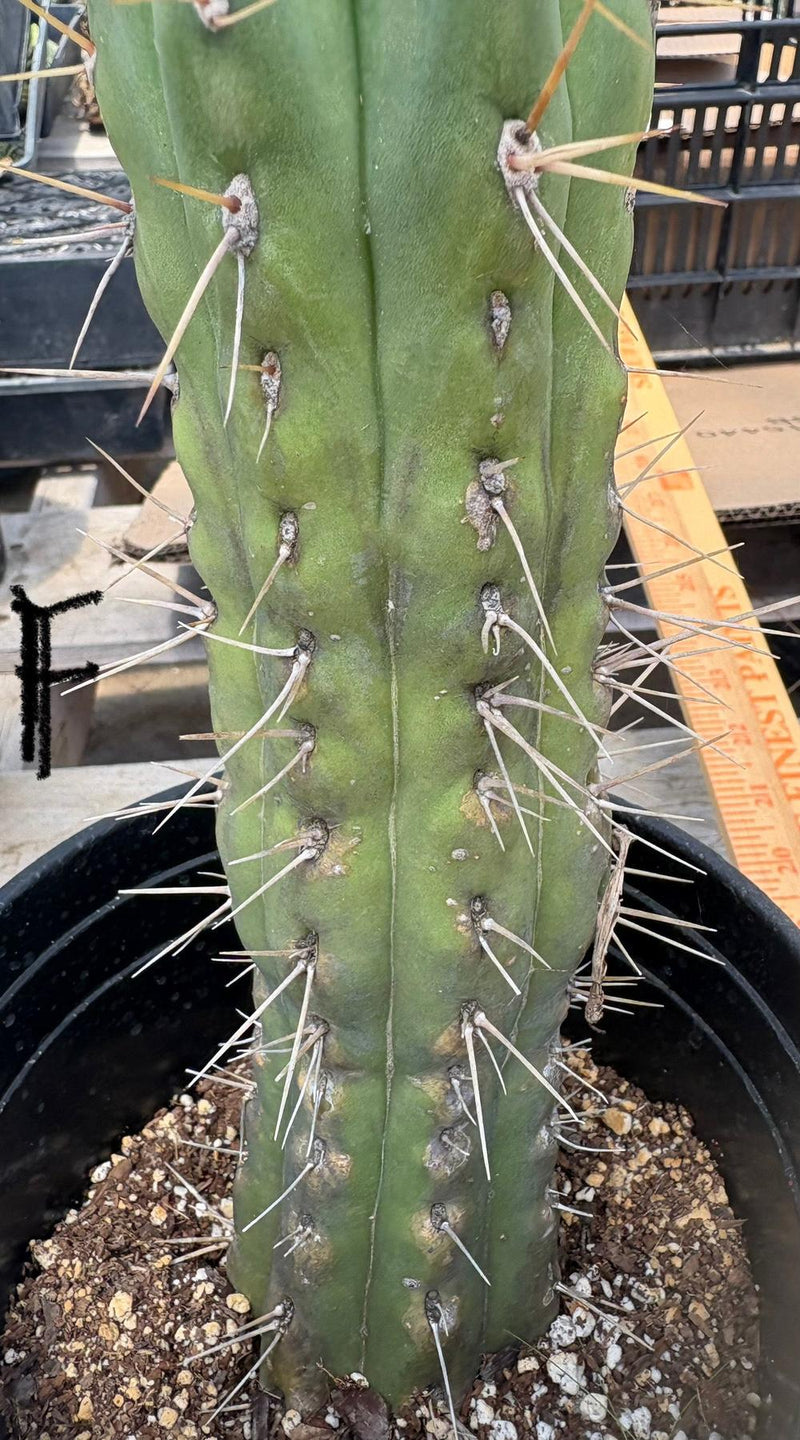 #EC210 Trichocereus Misfits Potted in 1 gallon Containers