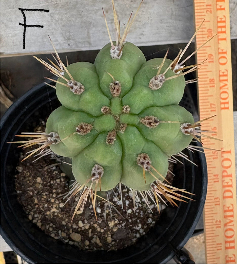 #EC210 Trichocereus Misfits Potted in 1 gallon Containers