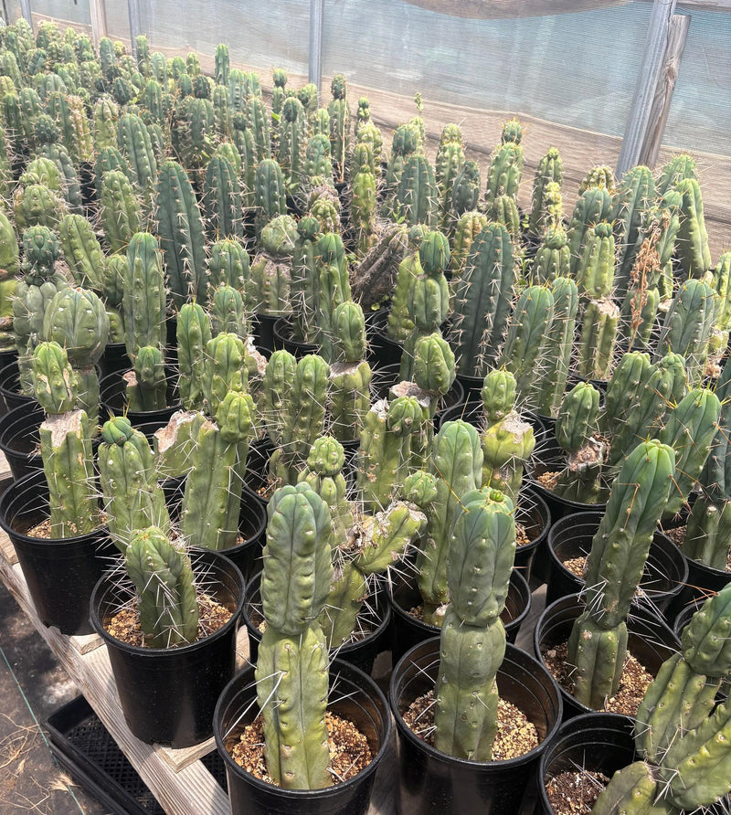 #EC210 Trichocereus Misfits Potted in 1 gallon Containers