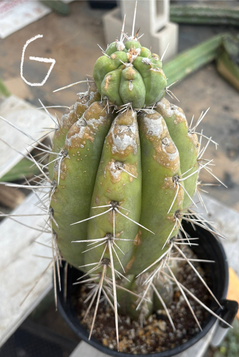 #EC210 Trichocereus Misfits Potted in 1 gallon Containers