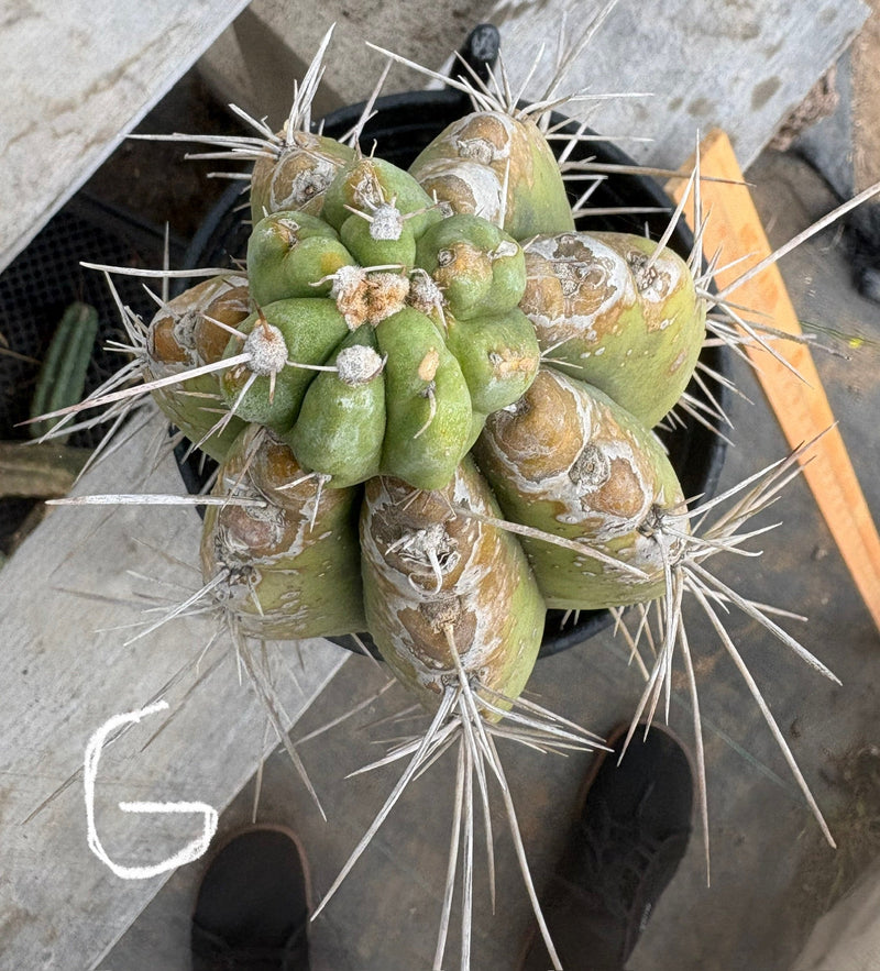 #EC210 Trichocereus Misfits Potted in 1 gallon Containers