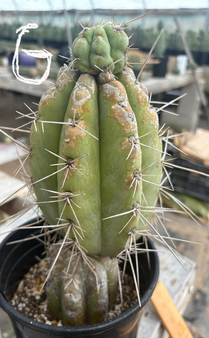 #EC210 Trichocereus Misfits Potted in 1 gallon Containers
