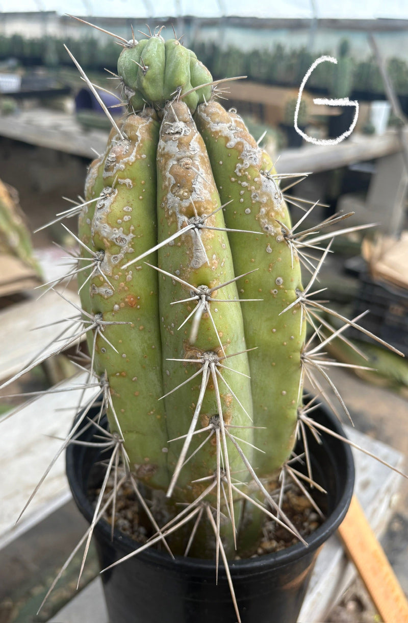 #EC210 Trichocereus Misfits Potted in 1 gallon Containers