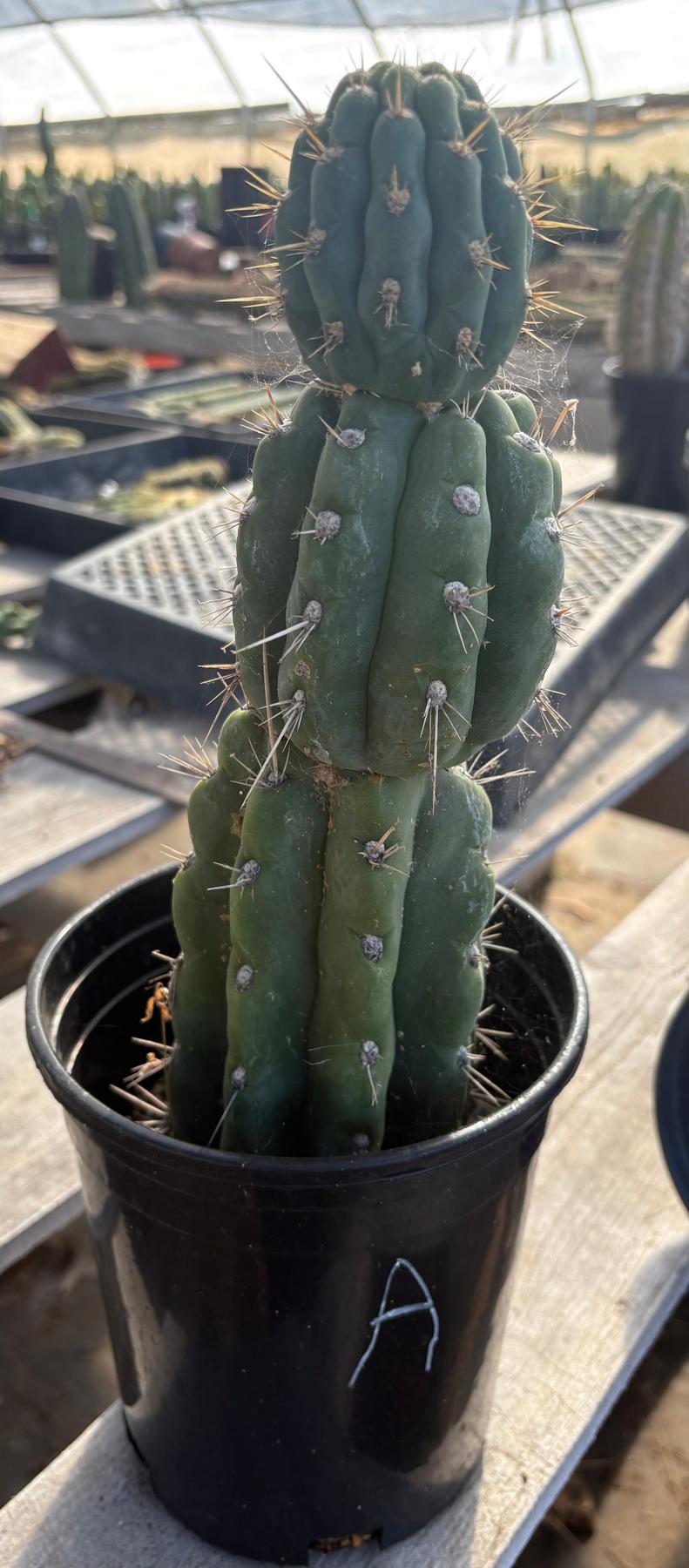 #EC210 Trichocereus Misfits Potted in 1 gallon Containers