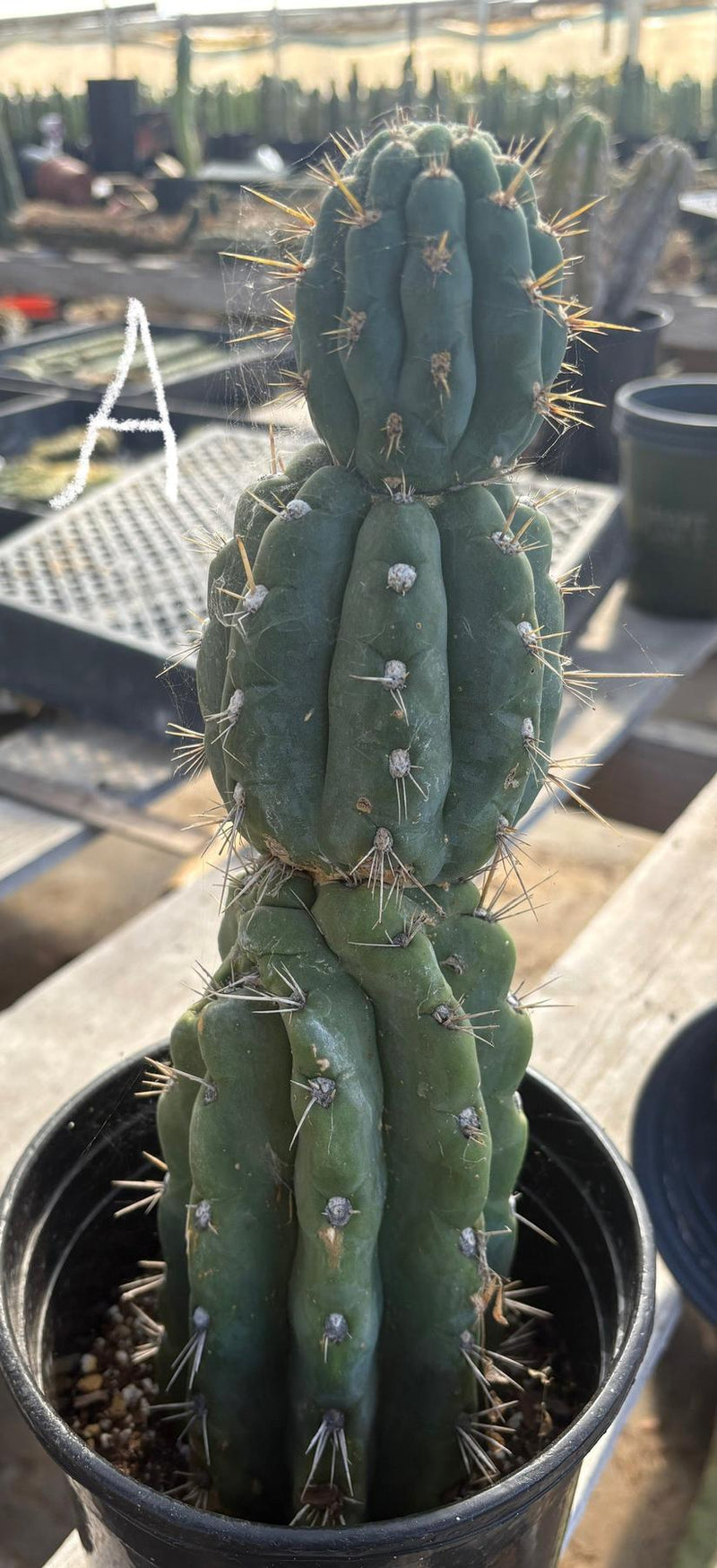 #EC210 Trichocereus Misfits Potted in 1 gallon Containers