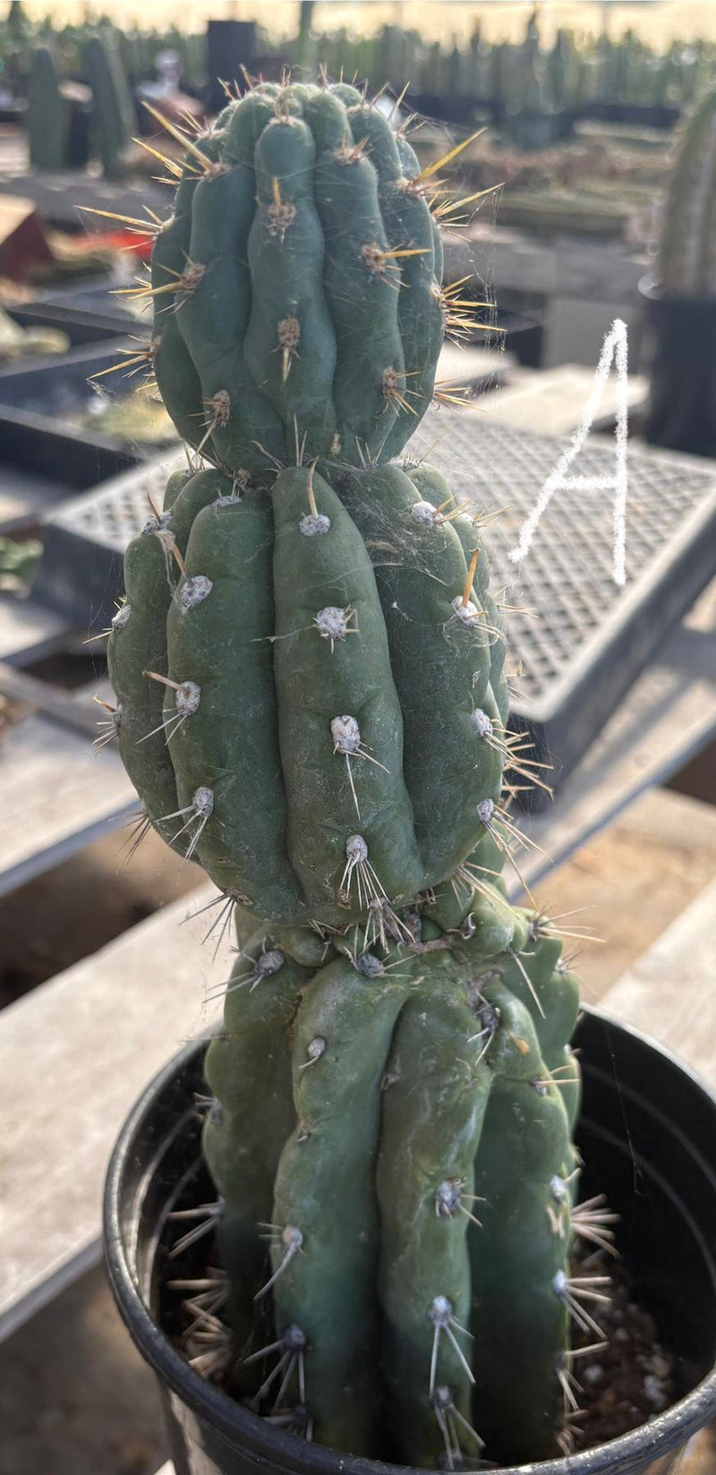 #EC210 Trichocereus Misfits Potted in 1 gallon Containers
