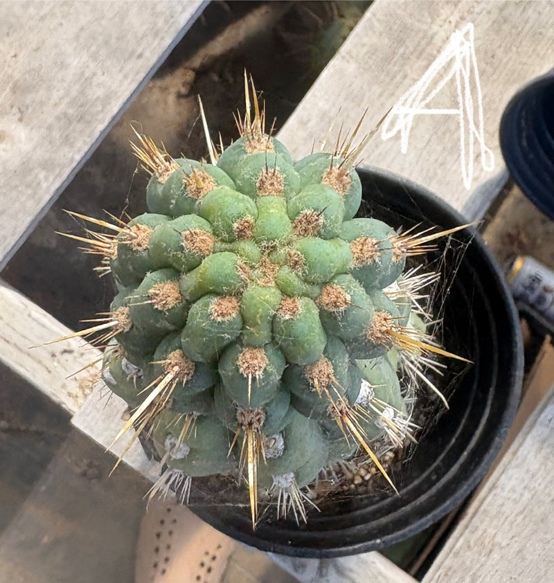 #EC210 Trichocereus Misfits Potted in 1 gallon Containers