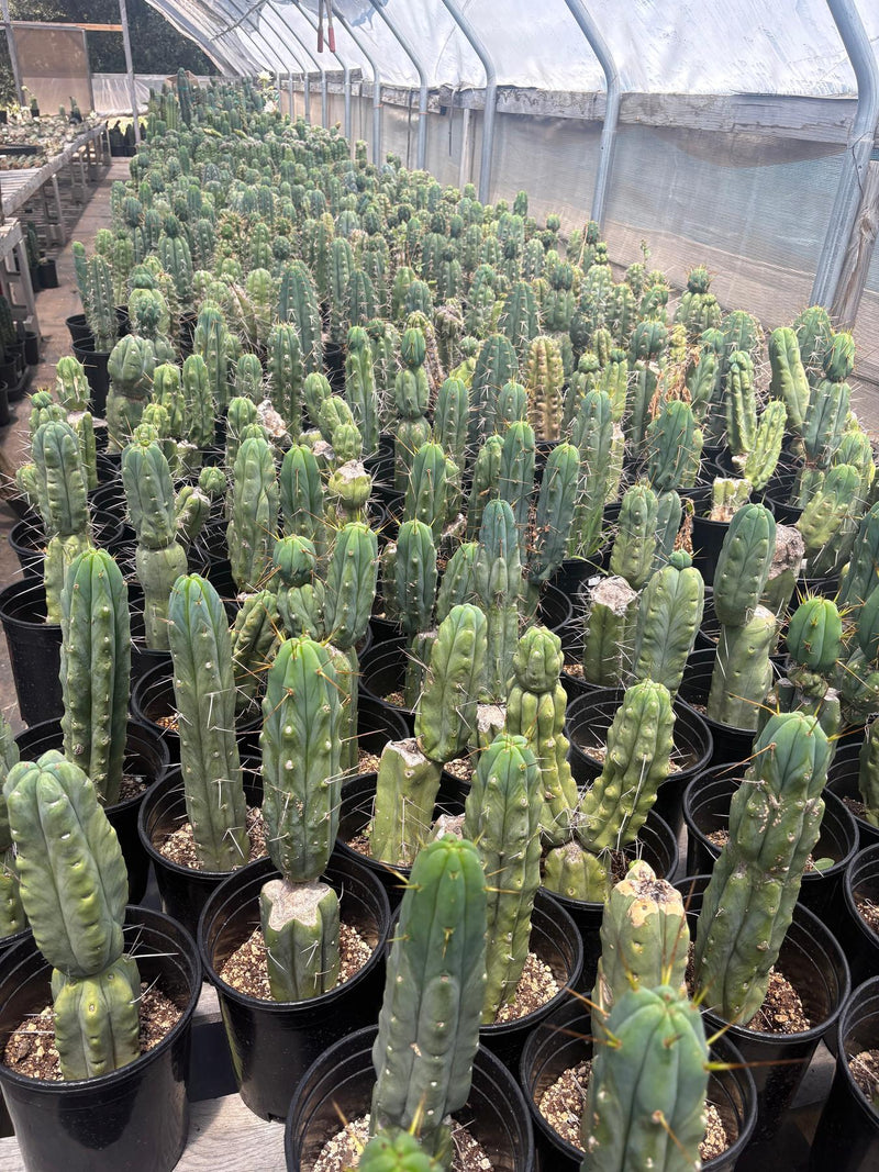 #EC210 Trichocereus Misfits Potted in 1 gallon Containers