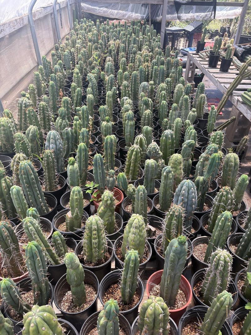#EC210 Trichocereus Misfits Potted in 1 gallon Containers