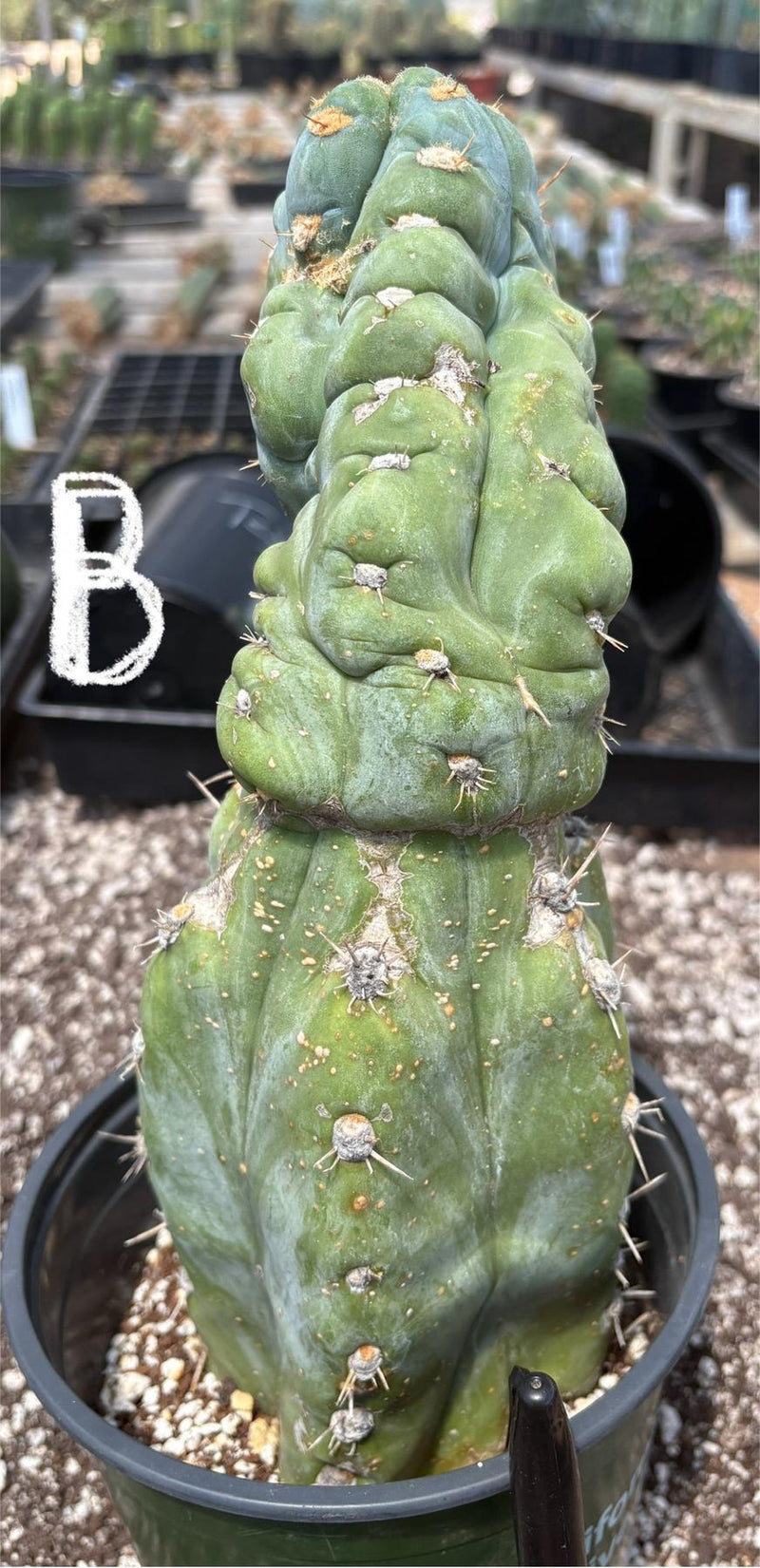 #EC210 Trichocereus Misfits Potted in 1 gallon Containers
