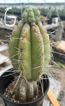 #EC210 Trichocereus Misfits Potted in 1 gallon Containers