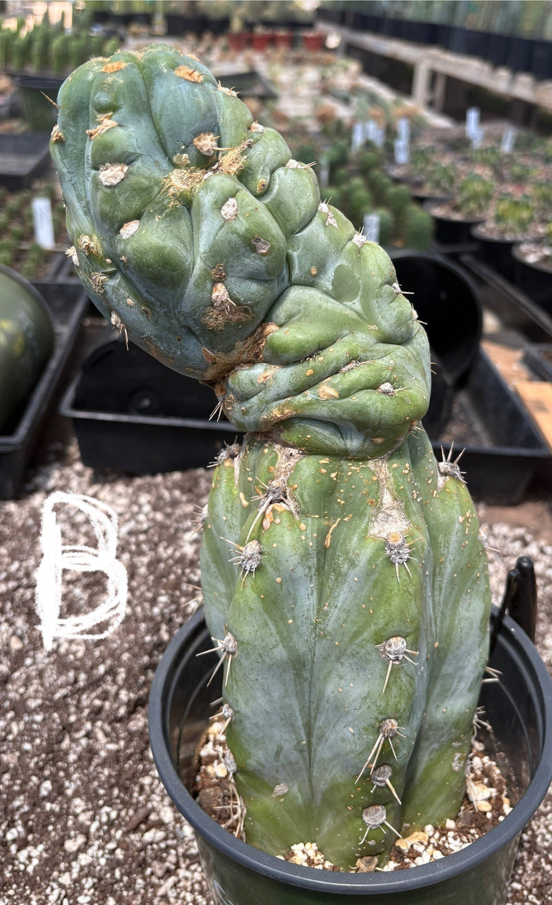 #EC210 Trichocereus Misfits Potted in 1 gallon Containers