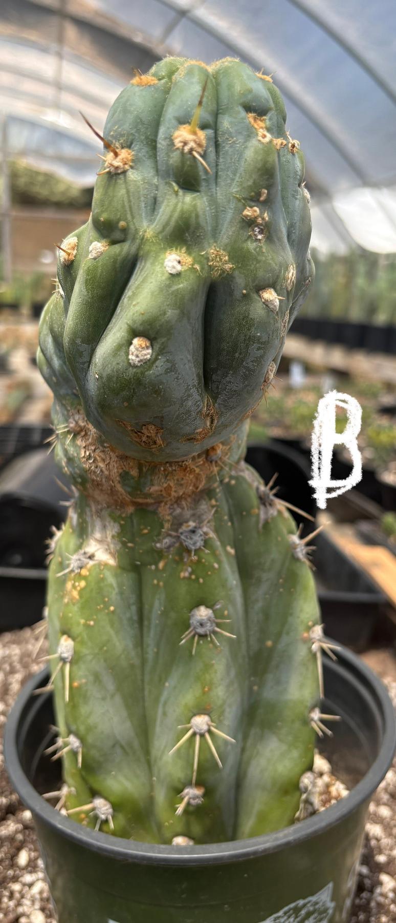 #EC210 Trichocereus Misfits Potted in 1 gallon Containers