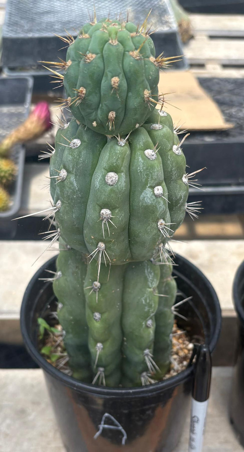 #EC210 Trichocereus Misfits Potted in 1 gallon Containers